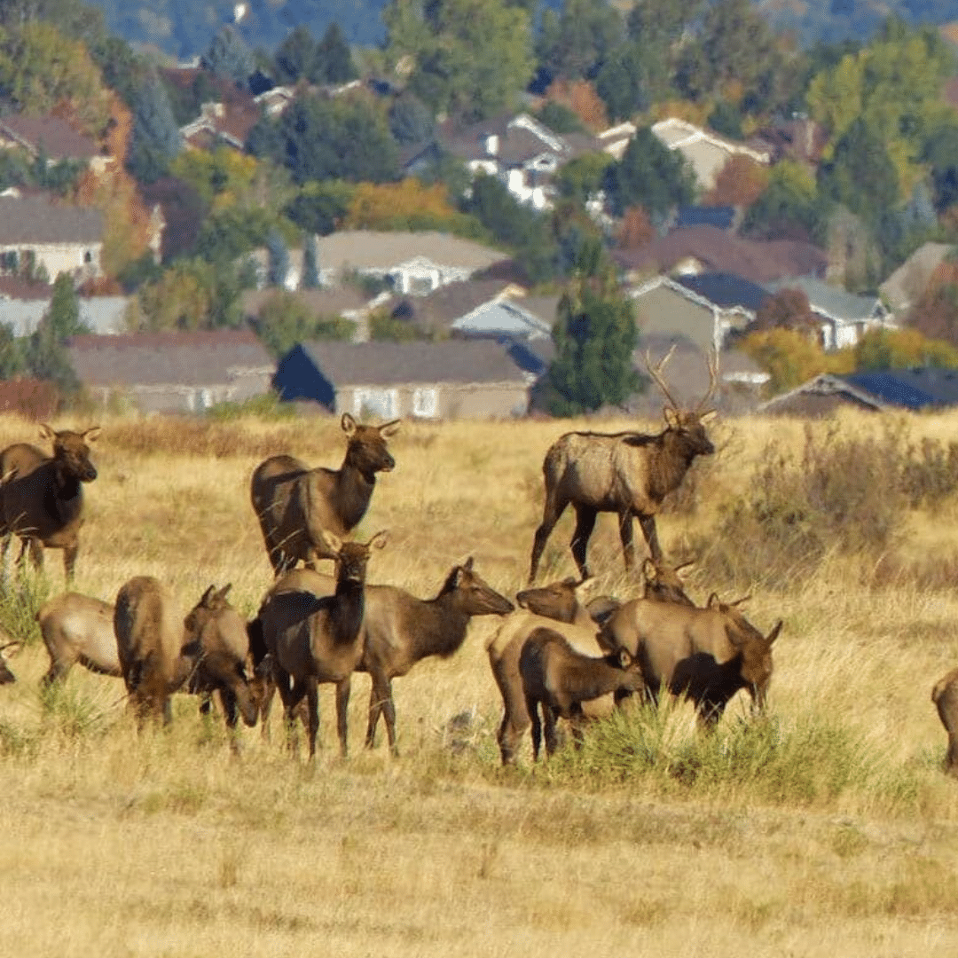 Highlands Ranch Colorado Service Area - & Surrounding Service Area - Footprint Home Experts